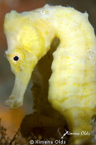 Yellow Seahorse by Ximena Olds 